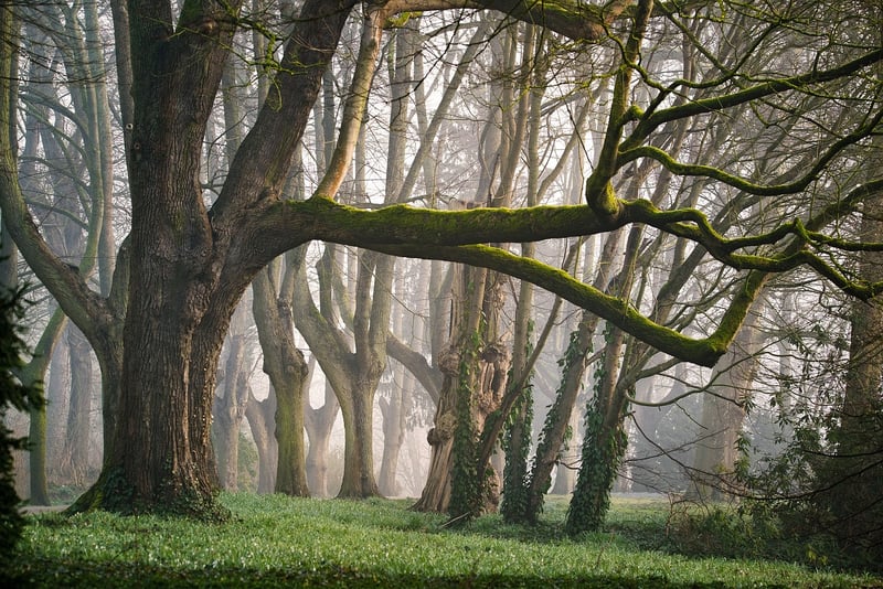 Enchanted Garden