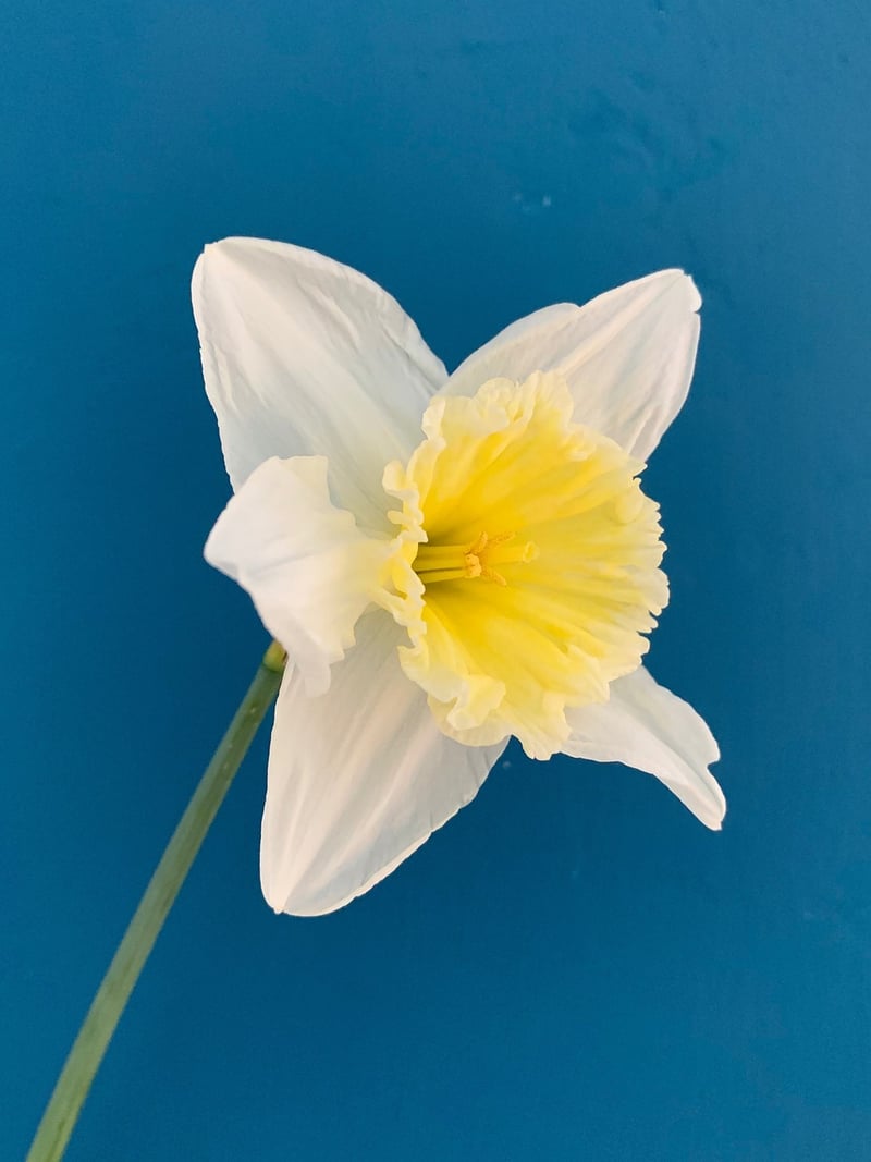 Magic Daffodils